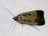 Tathorhynchus exsiccata